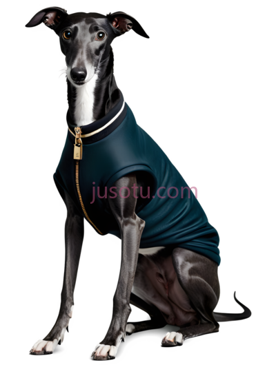 狗,穿着蓝色衣服,黑色, PNG