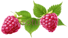 树莓,红莓,浆果,果实, PNG
