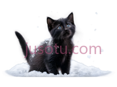 黑猫,小猫,雪PNG