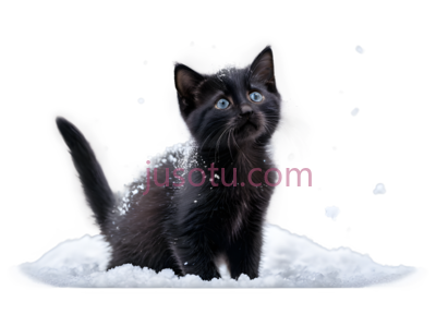 黑猫,小猫,雪, PNG