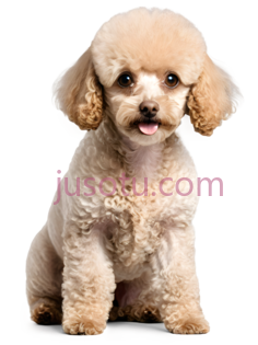 毛茸茸玩具贵宾犬PNG