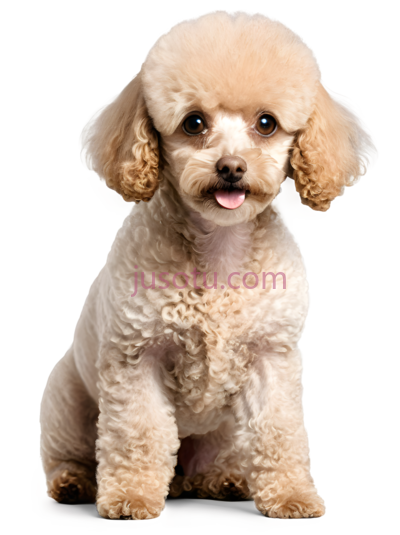 毛茸茸玩具贵宾犬, PNG