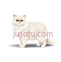 猫,长毛,白色PNG