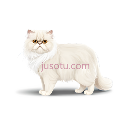 猫,长毛,白色, PNG