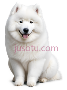 狗,坐着,白色PNG