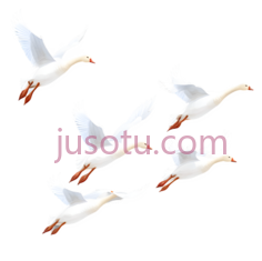 天鹅,卡通,白色PNG