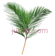 棕榈叶, PNG