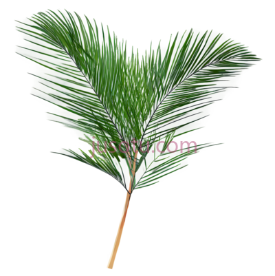 棕榈叶, PNG