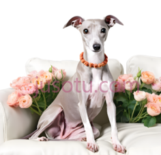 猎犬,花朵, PNG