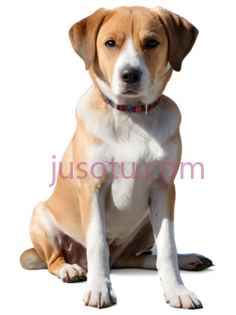 狗,坐姿,棕色,白色PNG