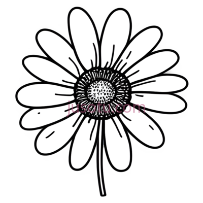 花,线条画,黑白, PNG