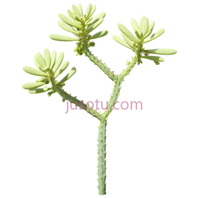 茎,植物, PNG