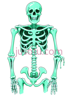 骨骼, PNG