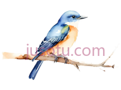 鸟,树枝PNG