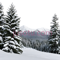 雪松,自然风光,绿色PNG