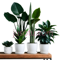 植物,花盆,蛇尾兰PNG