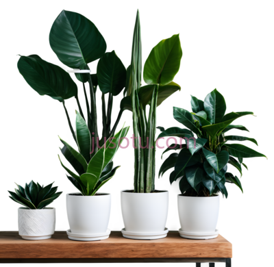 植物,花盆,蛇尾兰, PNG