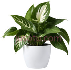 植物,盆栽,绿色, PNG