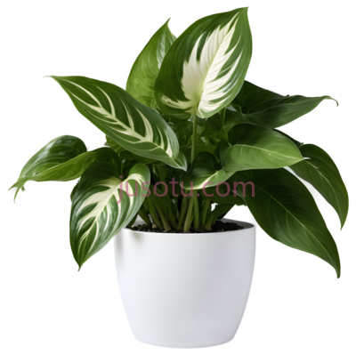 植物,盆栽,绿色, PNG