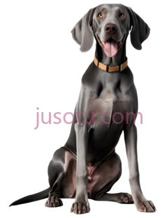 牧羊犬, PNG