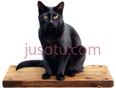 猫,坐姿,黑色PNG
