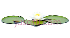 小荷花, PNG