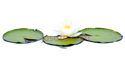 小荷花, PNG