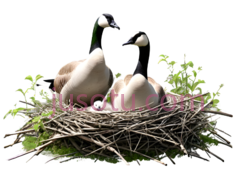 鸭子,卡通,白色,黑色PNG