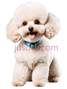 狗,卷毛,白色PNG