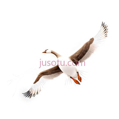 天鹅,飞行,白色, 黑色, PNG
