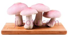 蘑菇,仿真,粉色PNG