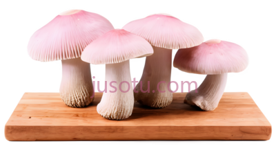 蘑菇,仿真,粉色, PNG