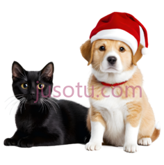 猫,狗,自然,节日,黄色,白色PNG