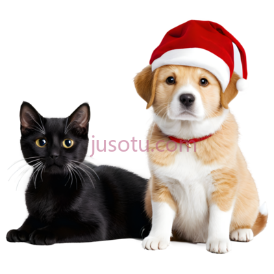 猫,狗,自然,节日,黄色,白色, PNG