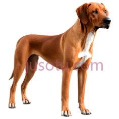 狗,3D,棕色PNG
