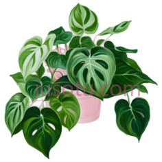 绿萝,植物园,浅粉绿色,绿萝PNG