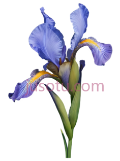 鸢尾花, PNG