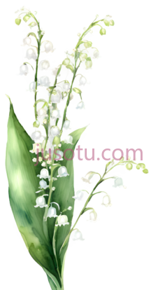 铃兰,水彩画,白色,绿色PNG