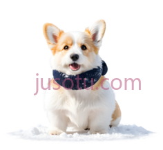 柯基犬PNG
