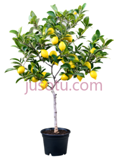 小柠檬树,彩色PNG