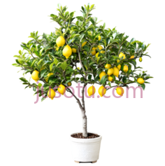 小柠檬树,彩色PNG