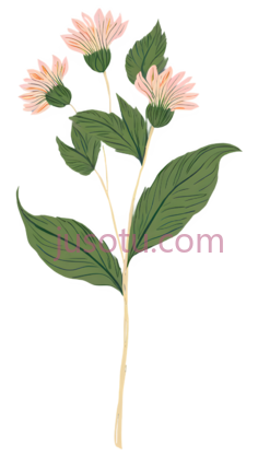 植物,插画,绿色,粉色PNG