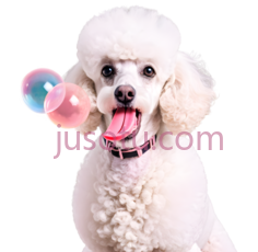 狗,卷毛,白色PNG