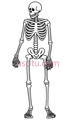 骨骼,卡通,白色PNG