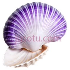 紫色贝壳PNG