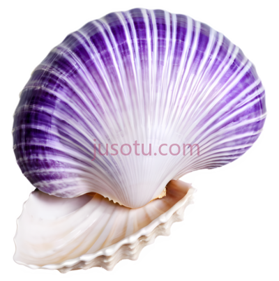 紫色贝壳, PNG