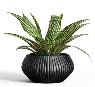 盆栽,现代,黑色, PNG