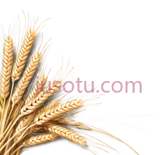 麦穗,麦粒,黄色PNG