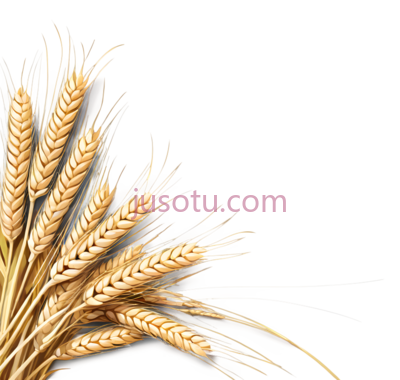 麦穗,麦粒,黄色, PNG