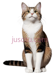 猫,坐姿,白色,棕色,黑色PNG